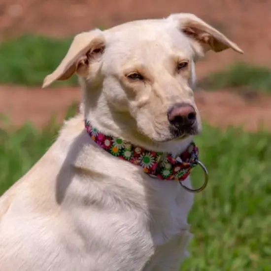 Country Brook Petz Daisy Fields Martingale Dog Collar image {2}