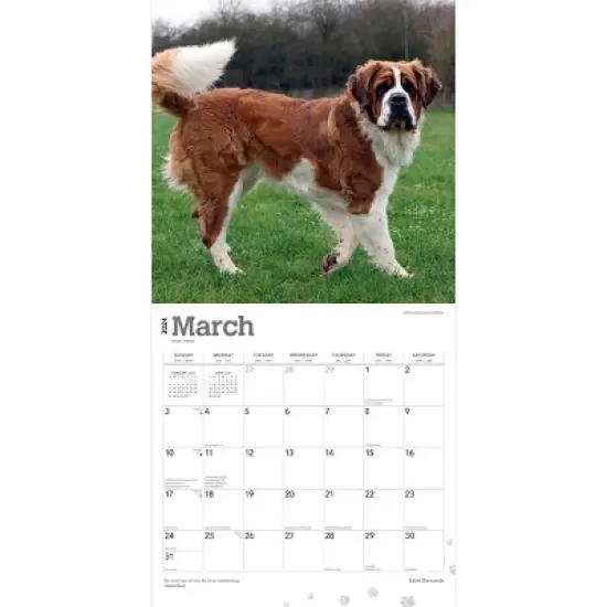 Browntrout 2024 Wall Calendar 12"x12" Saint Bernards image {2}