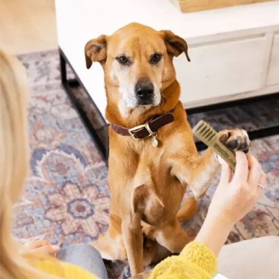 Greenies Fresh Dental Care Spearmint Flavor Adult Large Breed Dog Treats - 12oz image {4}