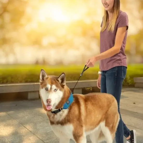 Nite Ize Raddog All-in-One Collar and Leash Combo - Dog Collar with Built-in Retractable Leash image {3}