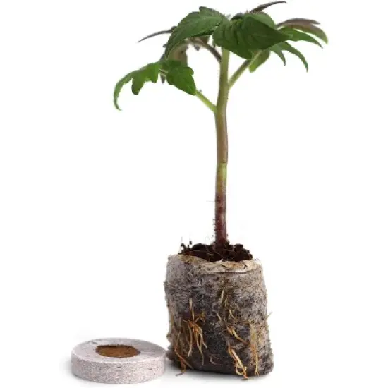 Window Garden - Arugula Vegetable Starter Kit image {1}