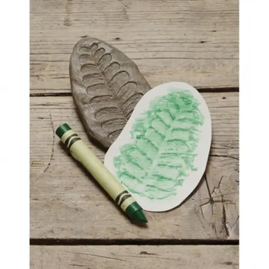 Yellow Door Play and Explore Fossils  - Set of 8 image {5}