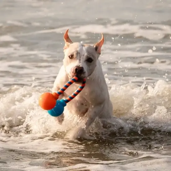 GURU 17.5" Squeaking Dog Rope Toy image {6}