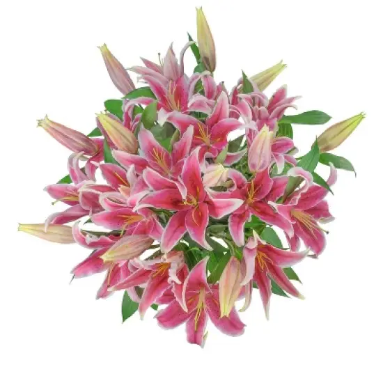 Fresh Cut Oriental Lily Flowers - 30 Stems image {7}