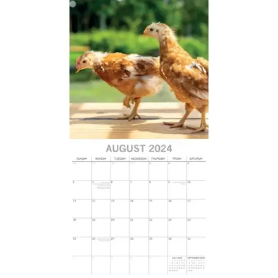 The Gifted Stationery 2024 Square Wall Calendar, Chickens, 16-Month Animals Theme with 180 Reminder Stickers (12 x 12 In) image {2}