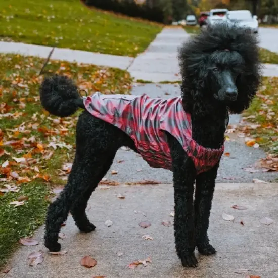 The Worthy Dog Water-Resistant Buffalo Plaid London Raincoat image {1}