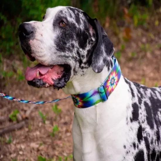 Country Brook Petz 1 1/2 Inch Tie Dye Flowers Martingale Dog Collar image {7}