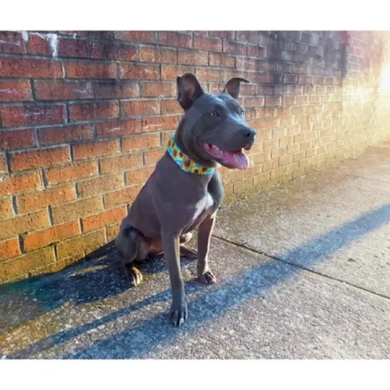 Country Brook Petz Martingale Dog Collar with Premium Buckle - Floral Collection image {1}