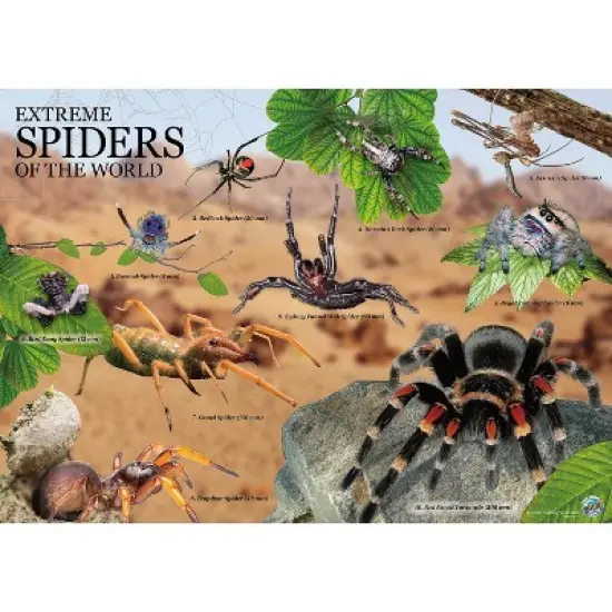 WILD! Environmental Science Extreme Spiders of the World image {4}