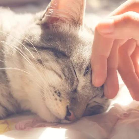 Cat House - Indoor Bed with Removable Foam Cushion - Cat Cave for Puppies, Rabbits, Guinea Pigs, Hedgehogs, and Other Small Animals by PETMAKER (Gray) image {4}