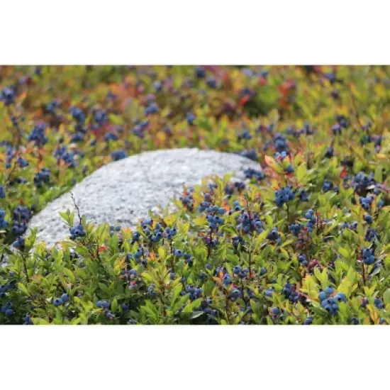 Wyman's Fresh Frozen Wild Blueberries - 3lb image {6}
