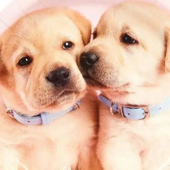 Rachael Hale Glamour Dogs Dessert Plate image {2}