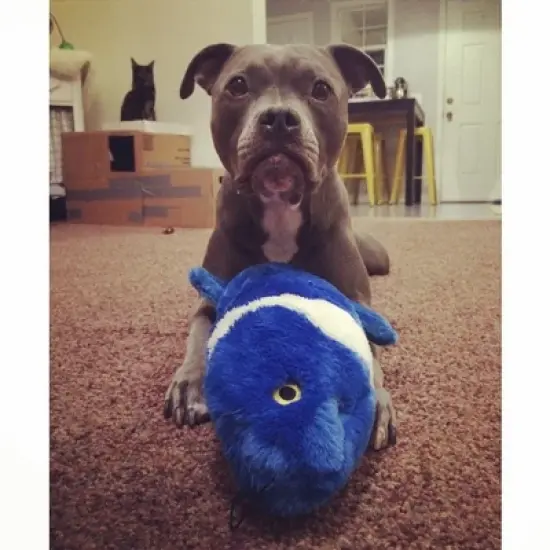 Fluff and Tuff Gil Koi Fish Dog Toy image {3}