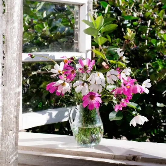 Back to the Roots 5pk Organic USA Flower Seeds image {5}