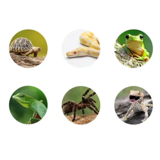 Unique Bargains Resin Tortoise Rock Turtle Basking Platform 10.8"x5.4"x3.6" Black Green 1 Pcs image {5}